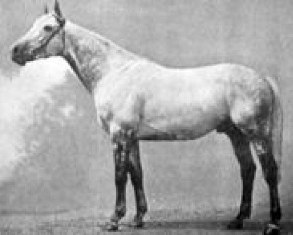 stallion Stefan the Great xx (Thoroughbred, 1916, from The Tetrarch xx)
