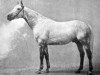 stallion Stefan the Great xx (Thoroughbred, 1916, from The Tetrarch xx)