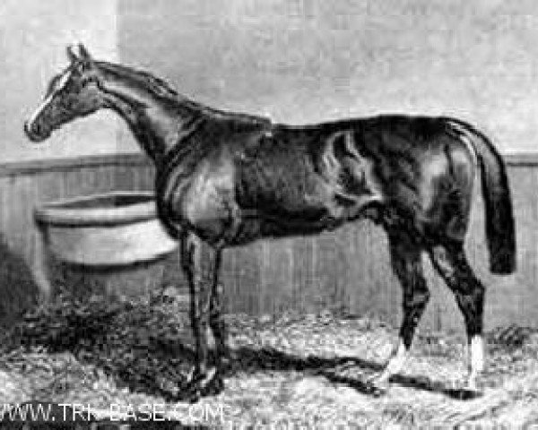 stallion Pyrrhus The First xx (Thoroughbred, 1843, from Epirus xx)