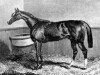 stallion Pyrrhus The First xx (Thoroughbred, 1843, from Epirus xx)
