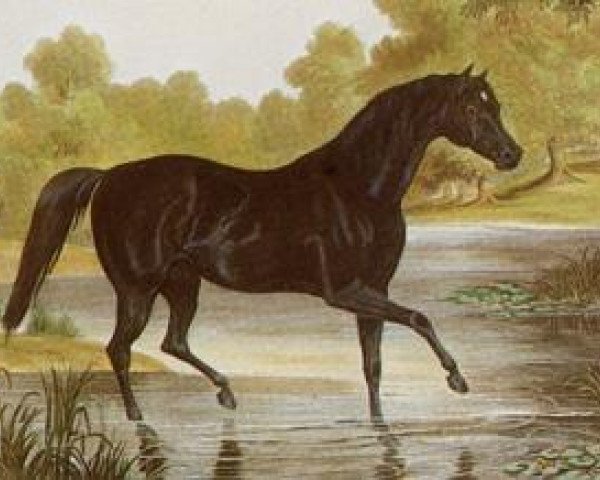 stallion Sir Hercules xx (Thoroughbred, 1826, from Whalebone xx)