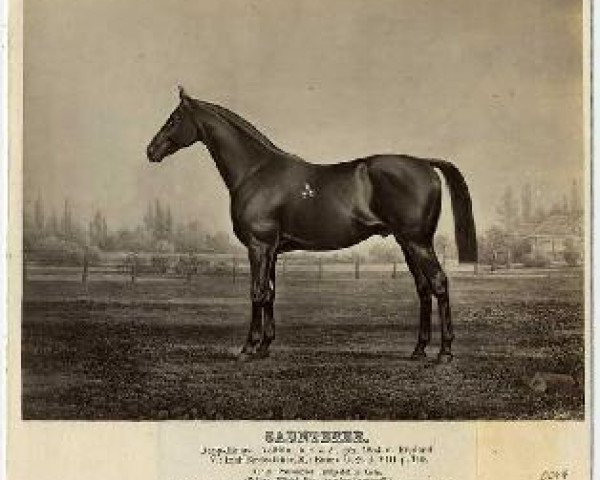 stallion Saunterer xx (Thoroughbred, 1854, from Birdcatcher xx)