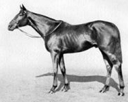 stallion Salmon Leap xx (Thoroughbred, 1927, from Salmon-Trout xx)