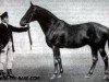 stallion Hector 1872 xx (Thoroughbred, 1872, from Virgilius 1858 xx)