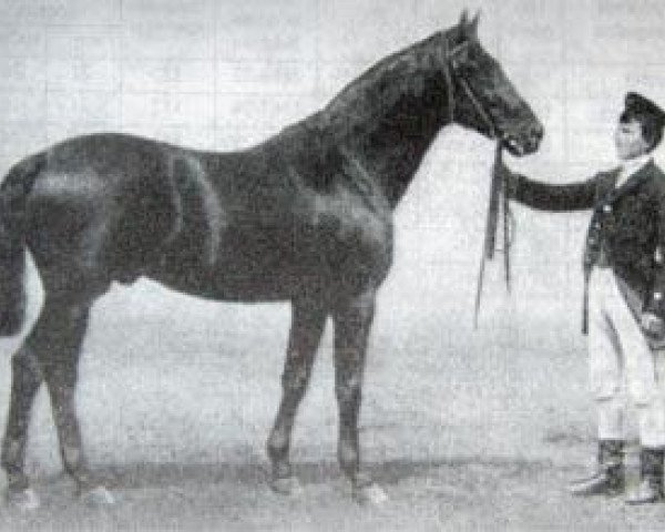 stallion Venezuela (Trakehner, 1878, from Hector 1872 xx)
