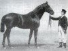 stallion Venezuela (Trakehner, 1878, from Hector 1872 xx)