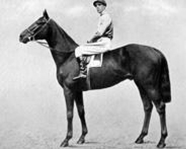stallion Polemarch xx (Thoroughbred, 1918, from The Tetrarch xx)