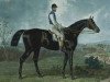 stallion The Colonel 1863 xx (Thoroughbred, 1863, from Knight of Kars xx)