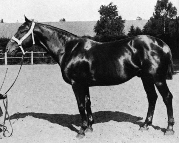 stallion Fischerknabe (Trakehner, 1901, from Obelisk)