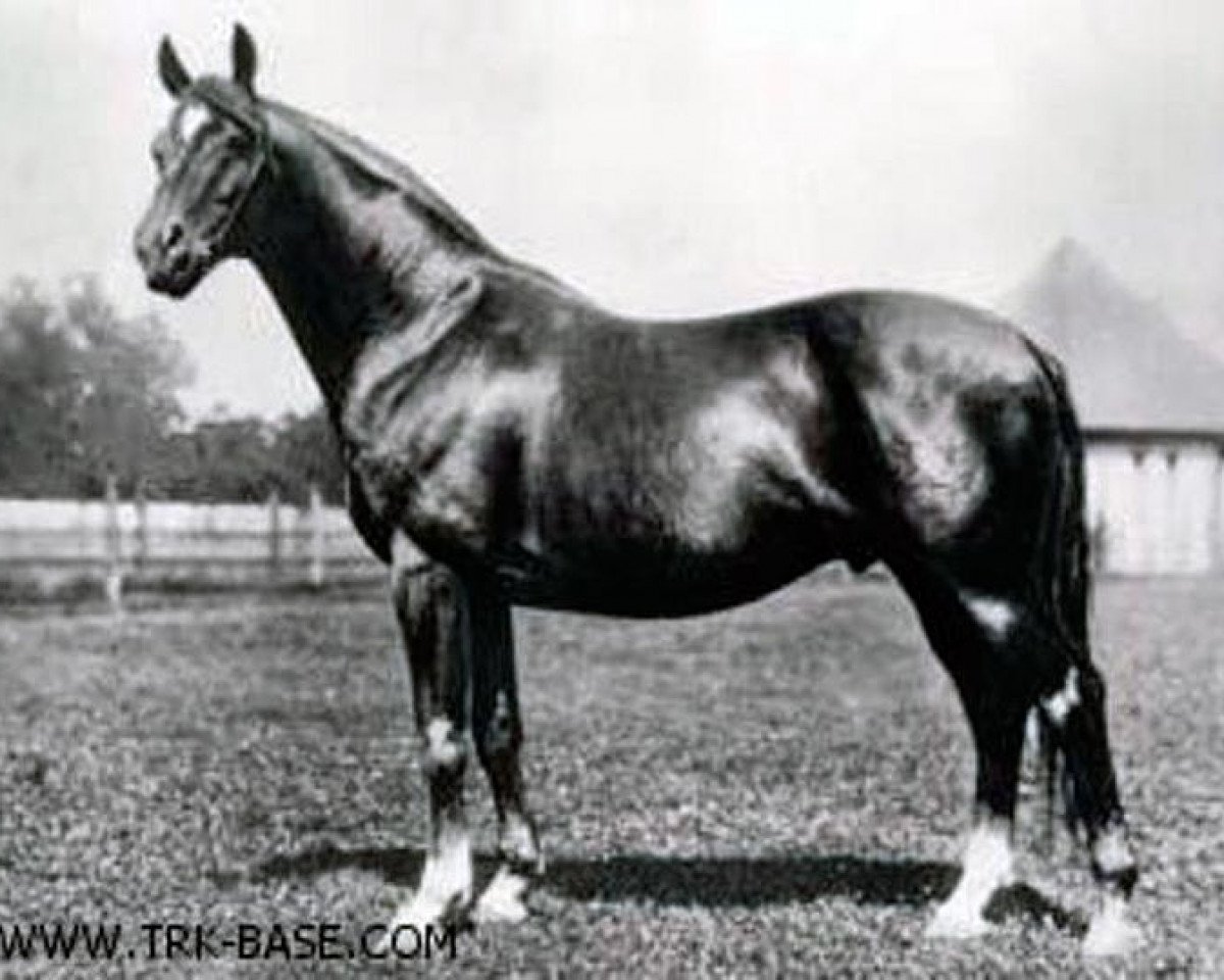Deckhengst Pirat (Trakehner, 1914, von Tempelhüter)