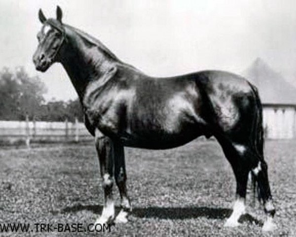 stallion Pirat (Trakehner, 1914, from Tempelhüter)