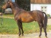 horse Donauwind (Trakehner, 1965, from Pregel)