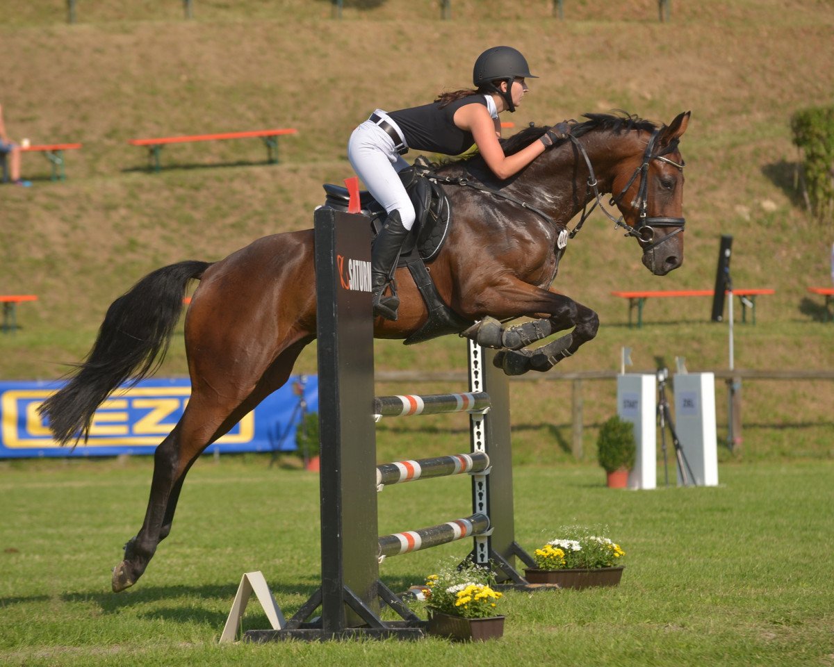jumper Fair Play 188 (Bulgarian Warmblood, 2012, from For Edition II)