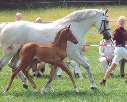 broodmare Hot Line (Holsteiner, 1993, from Capitol I)