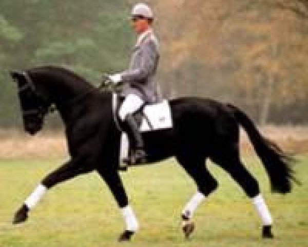 horse Hochadel (Hanoverian, 2000, from Hohenstein)