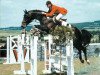 stallion Ragazzo (Bavarian, 1989, from Rasso)