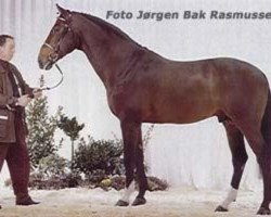 stallion Ratio (Holsteiner, 1985, from Romino)