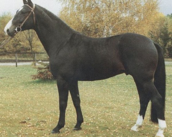 stallion Westerwald (Hanoverian, 1985, from World Cup II)