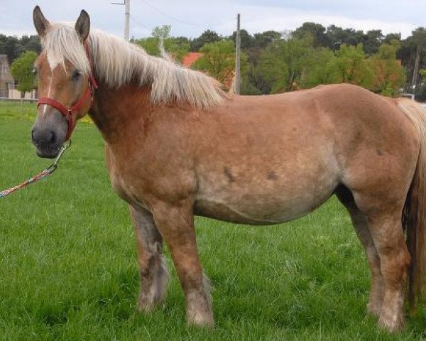 broodmare Maja (Rheinisch-Westfälisches Draughthorse, 2003, from Major)