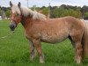 broodmare Maja (Rheinisch-Westfälisches Draughthorse, 2003, from Major)