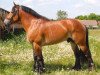 stallion Babtist von Brück (Rhenish-German Cold-Blood, 2004, from Brücker 4270)