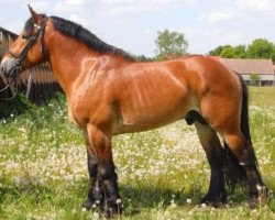 stallion Babtist von Brück (Rhenish-German Cold-Blood, 2004, from Brücker 4270)