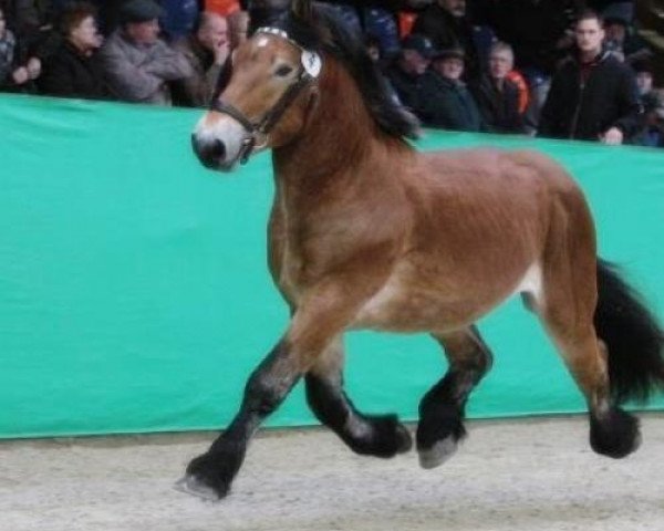 stallion Baron von Brück (Rhenish-German Cold-Blood, 2010, from Babtist von Brück)