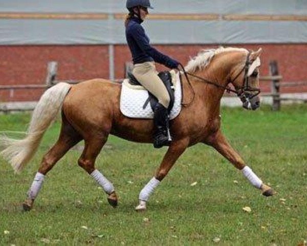 stallion Golden Atreju (German Riding Pony, 1999, from Hamrik's Golden Arak)