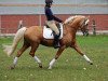 stallion Golden Atreju (German Riding Pony, 1999, from Hamrik's Golden Arak)