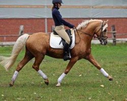 Deckhengst Golden Atreju (Deutsches Reitpony, 1999, von Hamrik's Golden Arak)