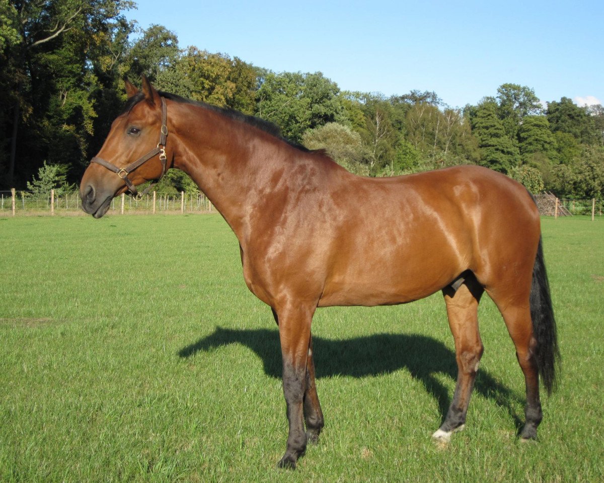 horse Lamont 8 (German Warmblood, 1999, from Lafayeur)