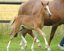 dressage horse Cocada (German Riding Pony, 2012, from FS Cracker Jack)