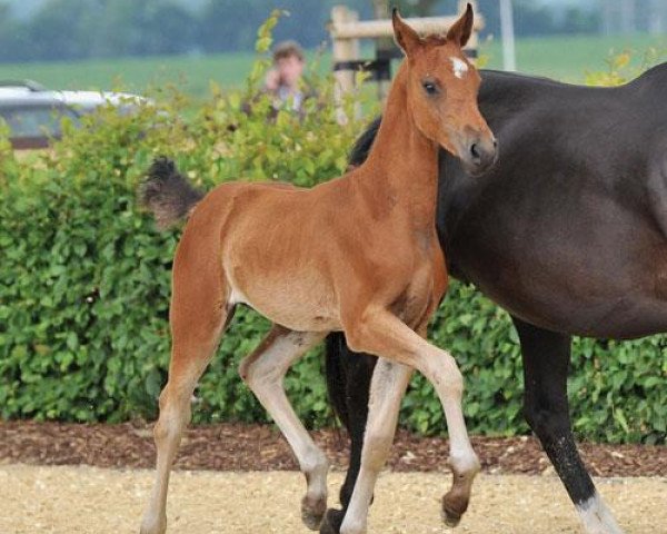 dressage horse Nici S (German Riding Pony, 2012, from Nemax)