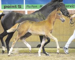 Dressurpferd Calenberg's Daylight (Deutsches Reitpony, 2012, von Compositoro K)