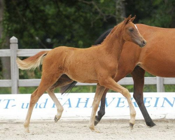 horse Kleine Dame (German Riding Pony, 2012, from Kaiser Konrad)