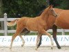 horse Kleine Dame (German Riding Pony, 2012, from Kaiser Konrad)