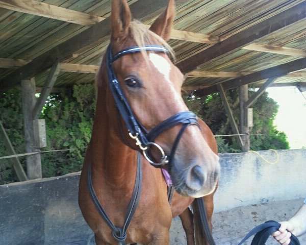 dressage horse Rock a Billy (Hanoverian, 2009, from Namenlos)