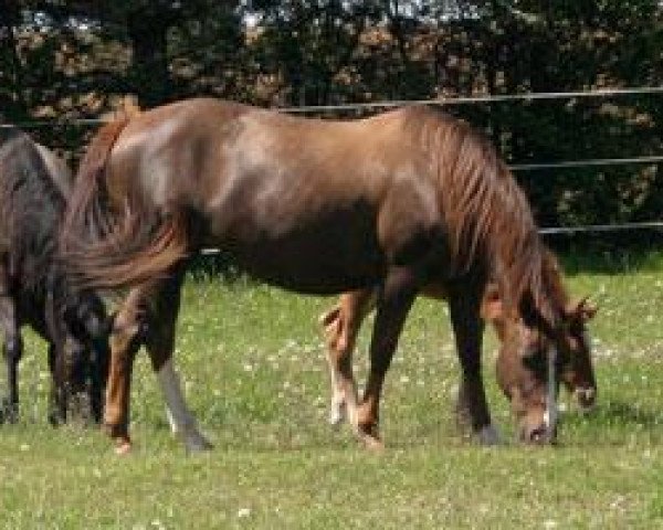 Zuchtstute Smartin Dun Remedy (Quarter Horse, 2004, von Dunnit Like A Cowboy)