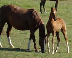 broodmare Ima Reingirl Too (Quarter Horse, 2004, from Smartin Off)