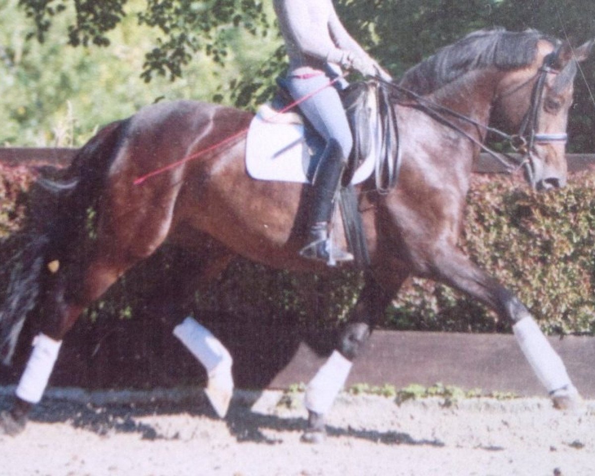 broodmare Ira XIV (Trakehner, 1998, from Hohenstein I)