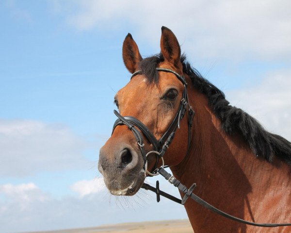 horse Mosegardens Brandy (Danish Warmblood, 1992, from Frühling)