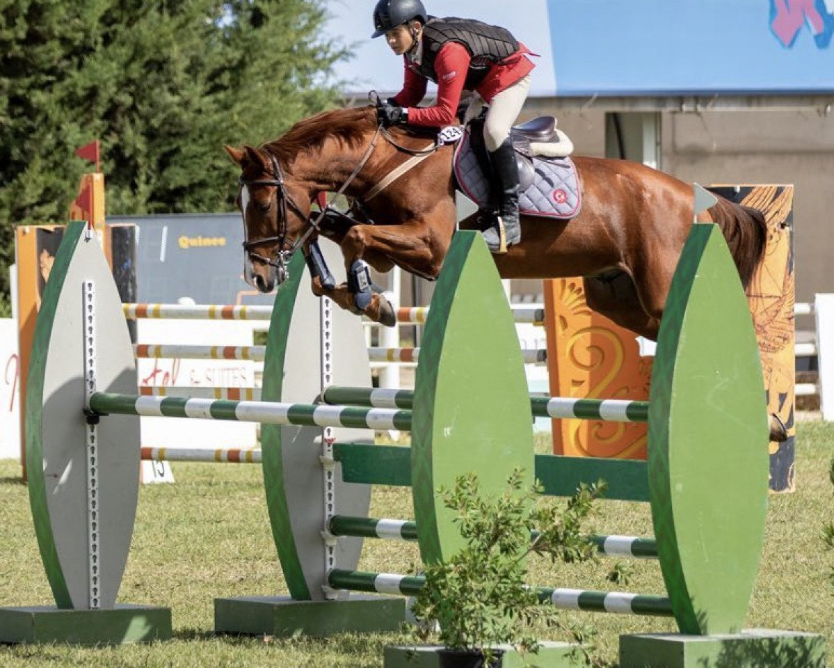 jumper Go Joed (KWPN (Royal Dutch Sporthorse), 2011, from Arezzo VDL)