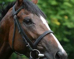 broodmare Picdumidi (Thoroughbred,  , from Pennekamp xx)