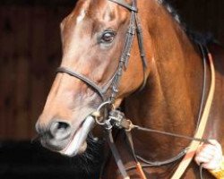 broodmare Ovambo Queen xx (Thoroughbred, 2007, from Kalatos xx)