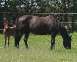 broodmare Little Lena Freckles (Quarter Horse, 1997, from Smart Little Lena)