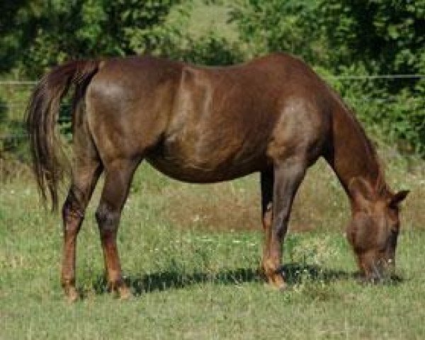 Zuchtstute Smart Dualline (Quarter Horse, 1995, von Dual Pep)