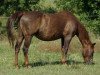 Zuchtstute Smart Dualline (Quarter Horse, 1995, von Dual Pep)