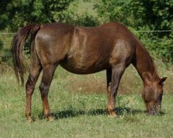 Zuchtstute Smart Dualline (Quarter Horse, 1995, von Dual Pep)