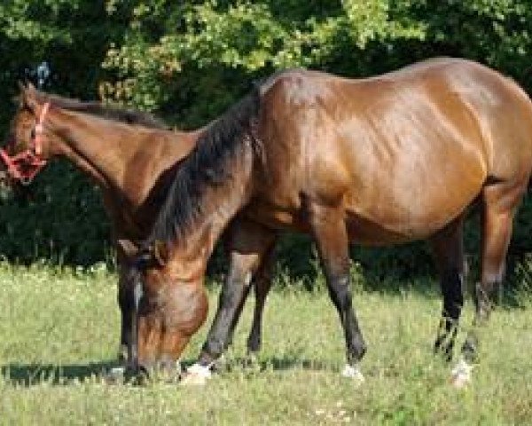 Zuchtstute Hungarian Sugar (Quarter Horse, 1990, von Genuine Doc)