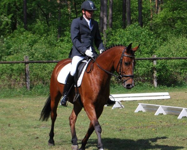 broodmare Renkum Laukita (British Sport Horse, 2005, from Lauriston)